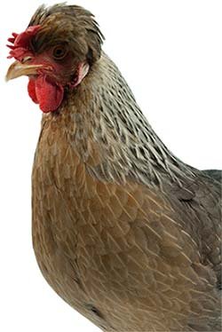 đá gà độ lớn,Đá Gà Độ Lớn: Cách Chọn và Kinh Nghiệm Chơi Đá Gà Hiệu Quả đá gà độ lớn,Đá Gà Độ Lớn: Cách Chọn và Kinh Nghiệm Chơi Đá Gà Hiệu Quả
