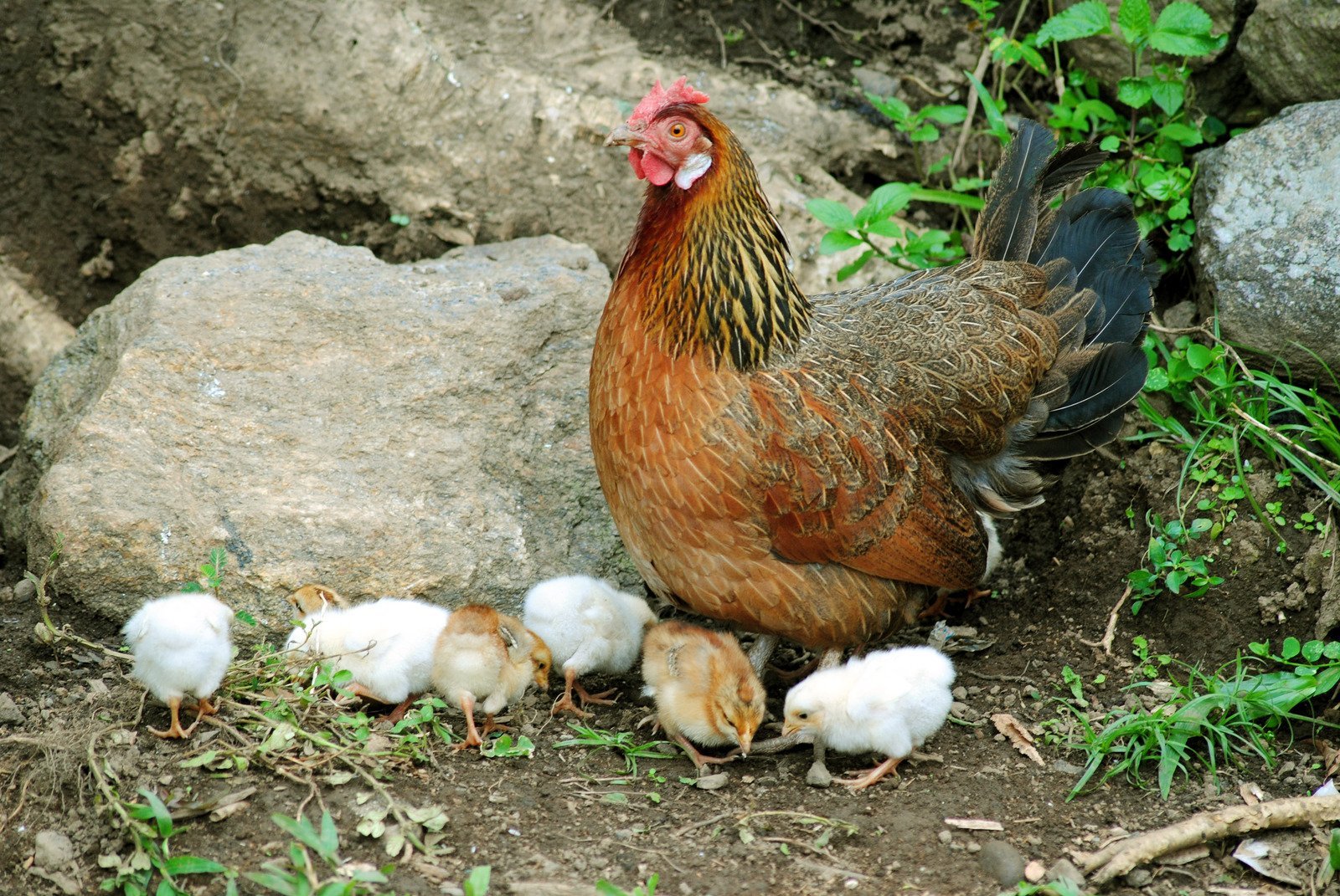 đăng ký đá gà trực tiếp,Đăng Ký Đá Gà Trực Tiếp: Thứ Hai – Cập Nhật Mới Nhất Về Cuộc Đấu Đá Gà Sôi Nóng đăng ký đá gà trực tiếp,Đăng Ký Đá Gà Trực Tiếp: Thứ Hai – Cập Nhật Mới Nhất Về Cuộc Đấu Đá Gà Sôi Nóng